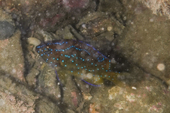 Parma alboscapularis