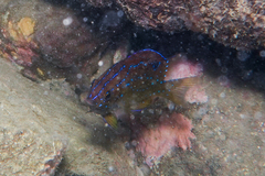 Parma alboscapularis