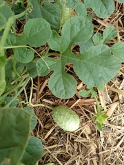 Cucumis anguria