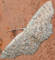 Cyclophora pendularia
