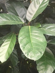 Ficus fistulosa