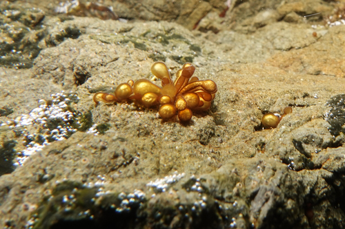 Catenellopsis oligarthra, 2020-12-04