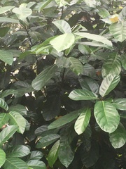 Ficus fistulosa
