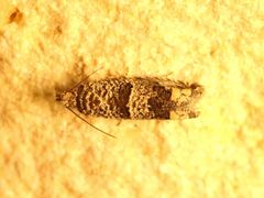 Pelochrista olivacea