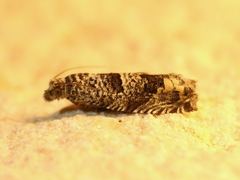 Pelochrista olivacea