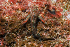 Bellapiscis lesleyae