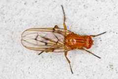 Dryomyzidae