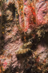 Bellapiscis lesleyae