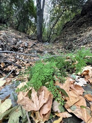 Adiantum capillus-veneris