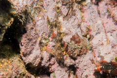 Bellapiscis lesleyae