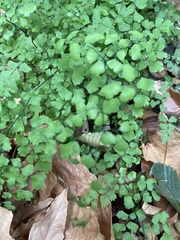 Adiantum capillus-veneris