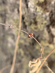 Monolepta orientalis