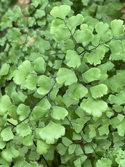 Adiantum capillus-veneris