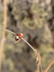 Monolepta orientalis