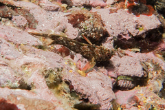 Bellapiscis lesleyae