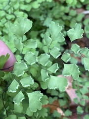 Adiantum capillus-veneris