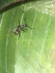 Polyrhachis bicolor