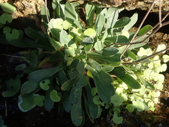 Limonium ramosissimum