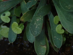 Limonium ramosissimum