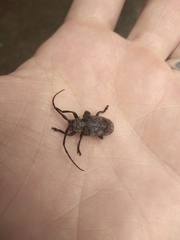Crossotus stypticus