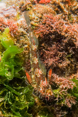 Bellapiscis lesleyae