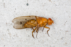 Dryomyzidae