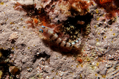 Notoclinops segmentatus