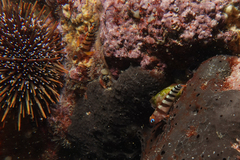 Notoclinops segmentatus