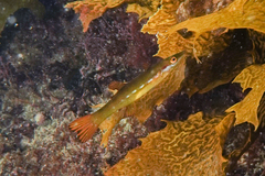 Odax pullus