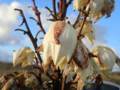 Yucca gloriosa tristis