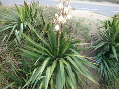 Yucca gloriosa tristis