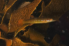 Odax pullus