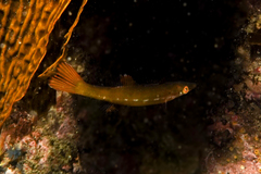 Odax pullus