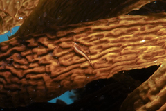 Gastrocyathus gracilis