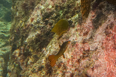 Odax pullus