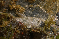 Blennodon dorsalis