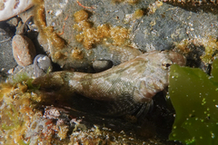 Blennodon dorsalis