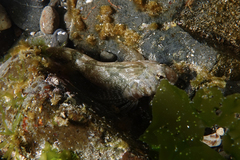 Blennodon dorsalis