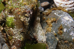 Blennodon dorsalis