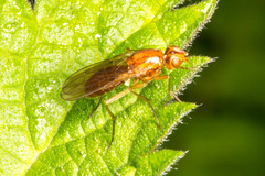 Psila fimetaria