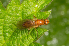 Psila fimetaria