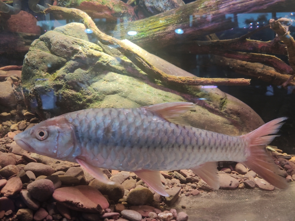 Red Mahseer