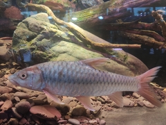 Red Mahseer photo 1