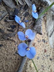Comesperma sphaerocarpum