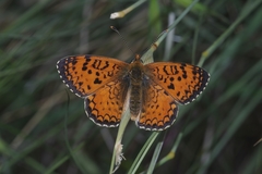 Melitaea aetherie