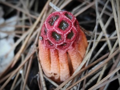 Colus hirudinosus
