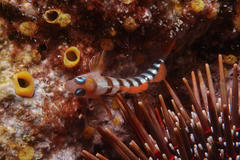 Notoclinops segmentatus