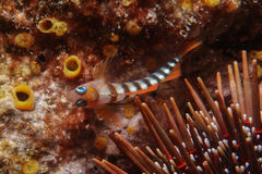 Notoclinops segmentatus