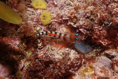 Notoclinops segmentatus