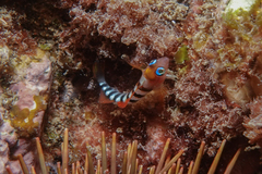 Notoclinops segmentatus